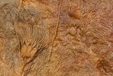 Silurian Fossil Crinoid (Scyphocrinites) Plate - Morocco #118544-1